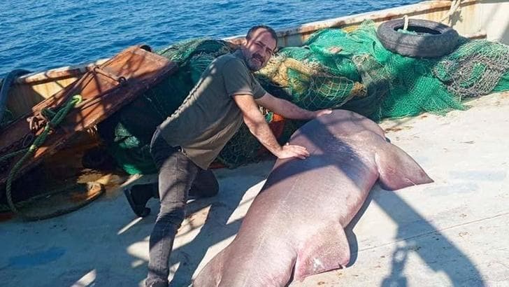 Ağına 350 kiloluk ‘boz camgöz’ türü köpek balığı takıldı